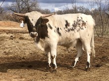 Custom Chrome/Dixie Land Delight steer23