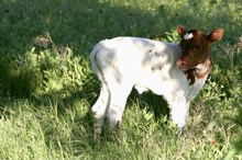 Custom Chrome/Rio Junebug heifer