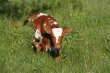 Custom Chrome/Miss Cali heifer