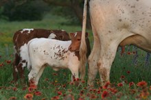 Custom Chrome/Freebird heifer