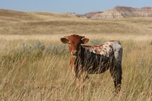 Guardian/Red Robin heifer