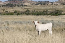 Guardian/Wildflower heifer