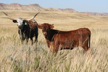 Flashback/Painted Silhoutte heifer