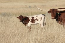 Custom Chrome/Tejas Chocolate heifer24